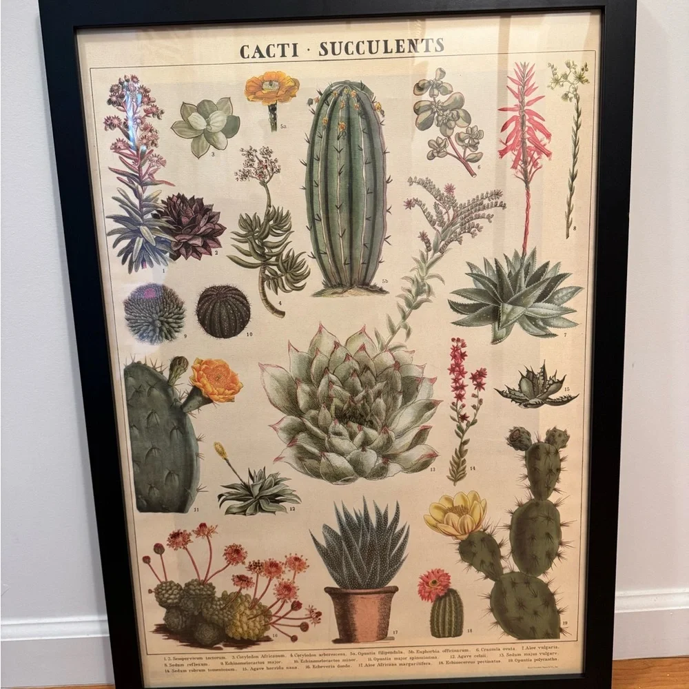 Framed Paper Source Botanical Cactus Art Poster - Green and Pink